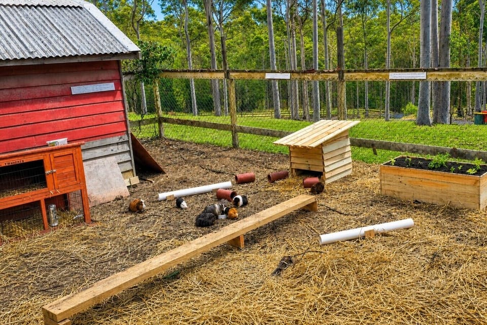 Guinea Pig Yard