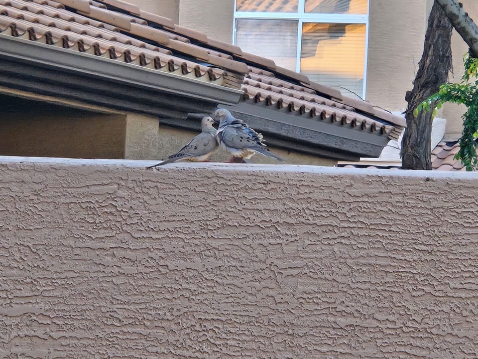 Birds love it here.  You will too.