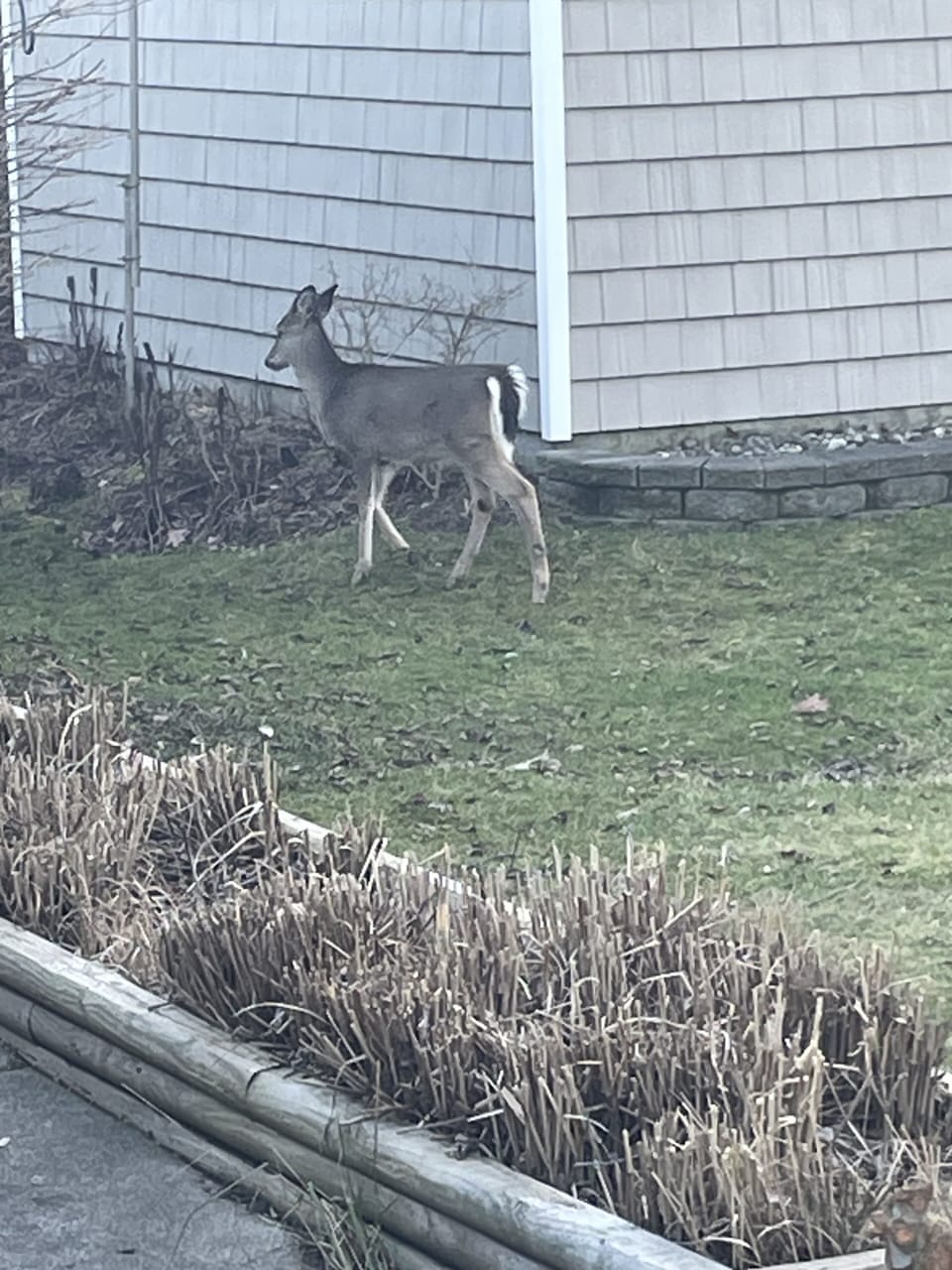 You will see plenty of deer in our neighborhood!