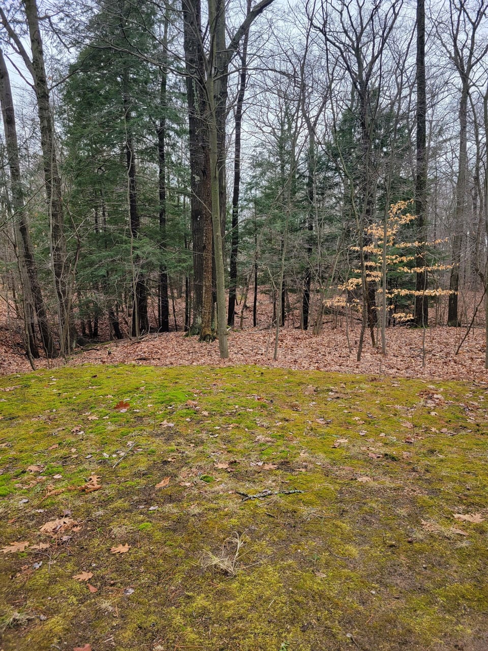 Back yard of property