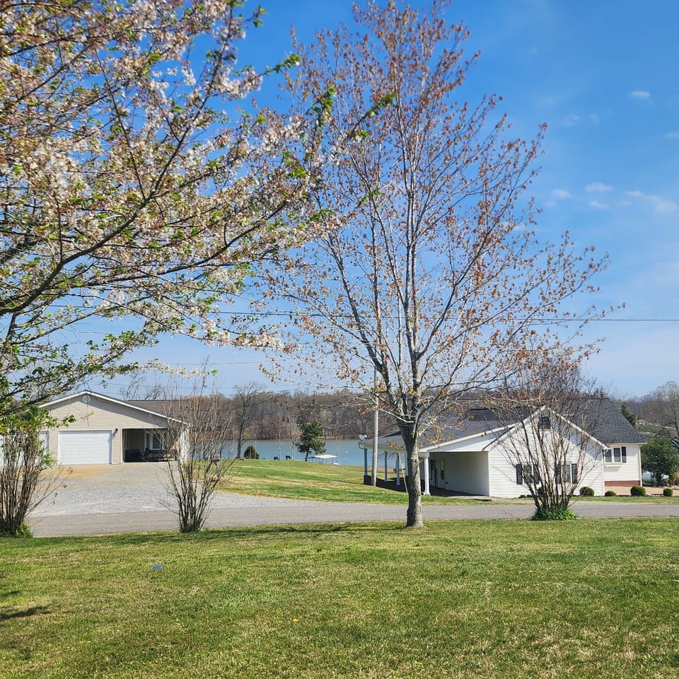Trees are bloomed in the spring in the front yard . looking at  lake 