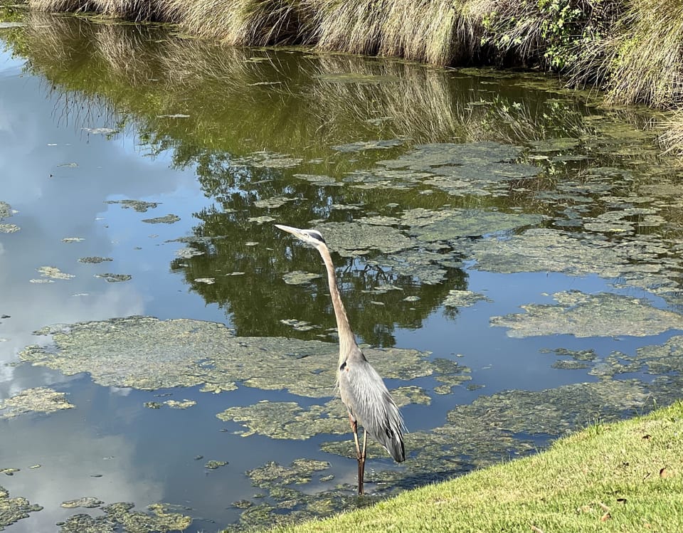 One of the neighbors.