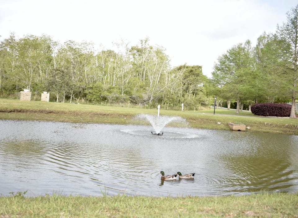 Pond viewed from balcony