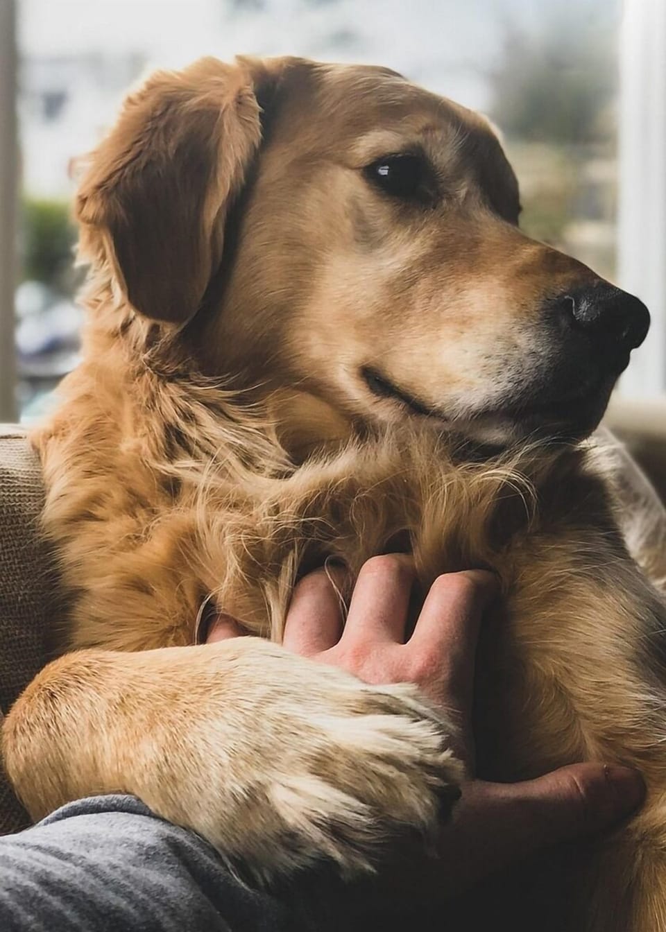 Pet-friendly