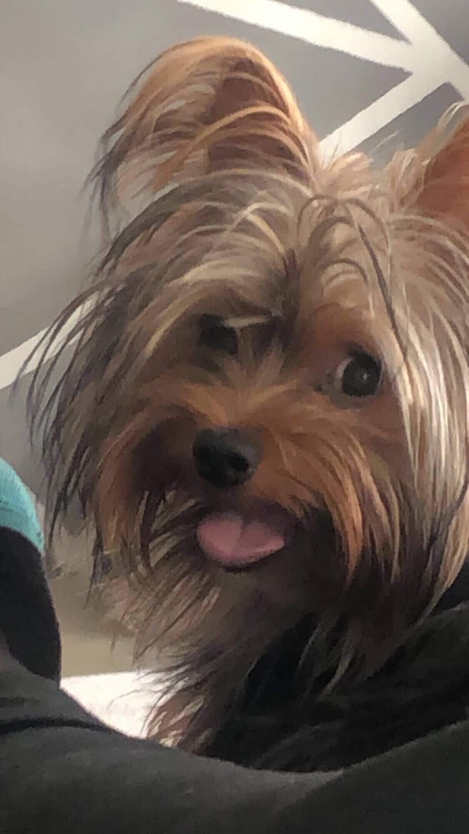Pet-friendly