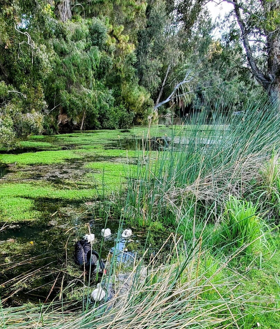 Waterfowl park across the road great place for a stroll