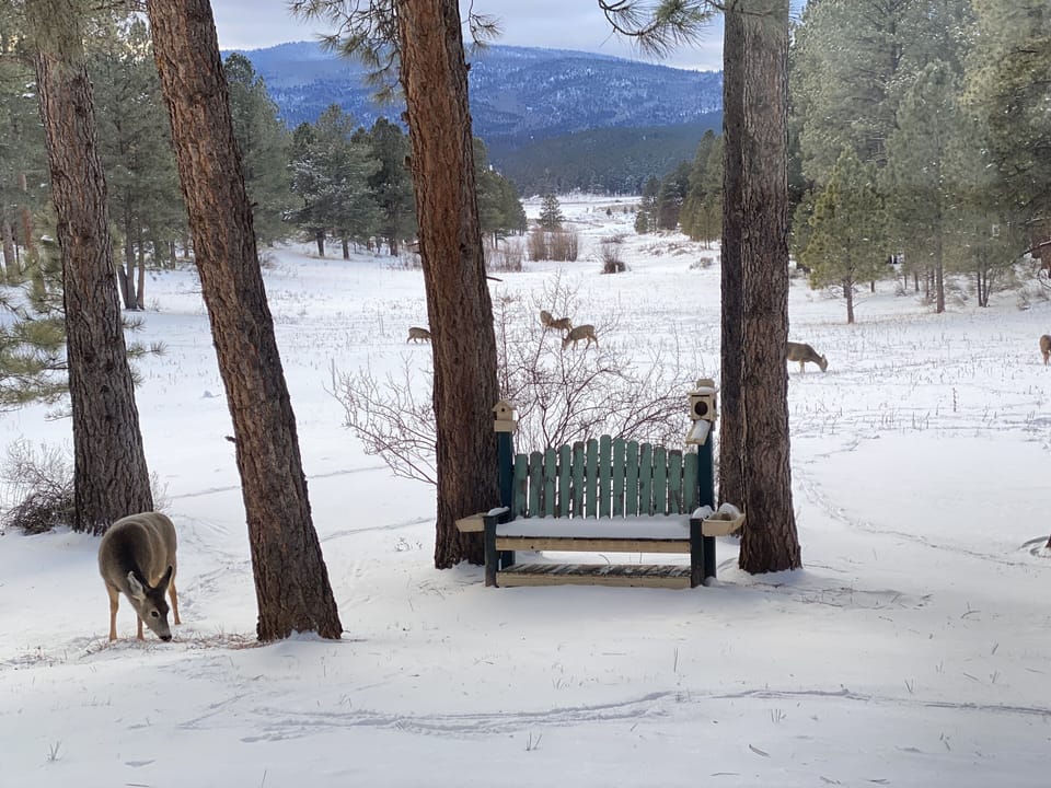 Our local herd of deer, who visit our backyard meadow just about daily