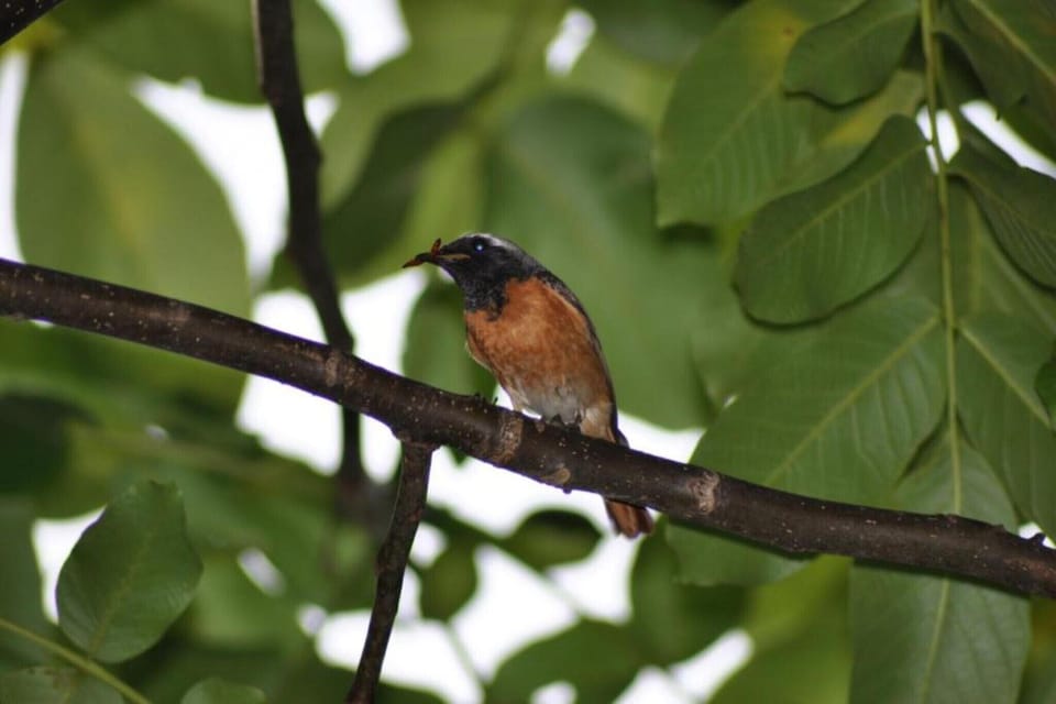 Region [summer] (>5 km)