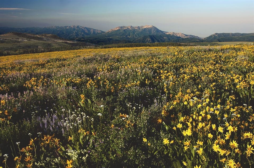Wild Flowers Seen on Mountain Bike Trails