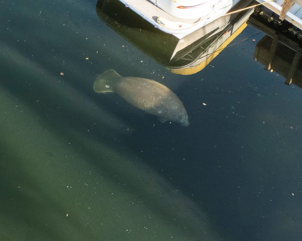 Manatee at our Dock