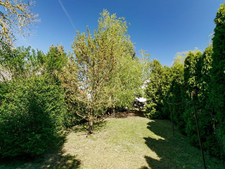 Plant, Sky, Plant Community, Natural Landscape, Branch, Land Lot, Shade, Grass, Hedge, Landscape