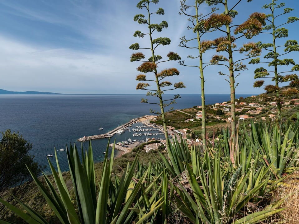 Water, Sky, Cloud, Plant Community, Plant, Vegetation, Terrestrial Plant, Coastal And Oceanic Landforms, Grass, Arecales