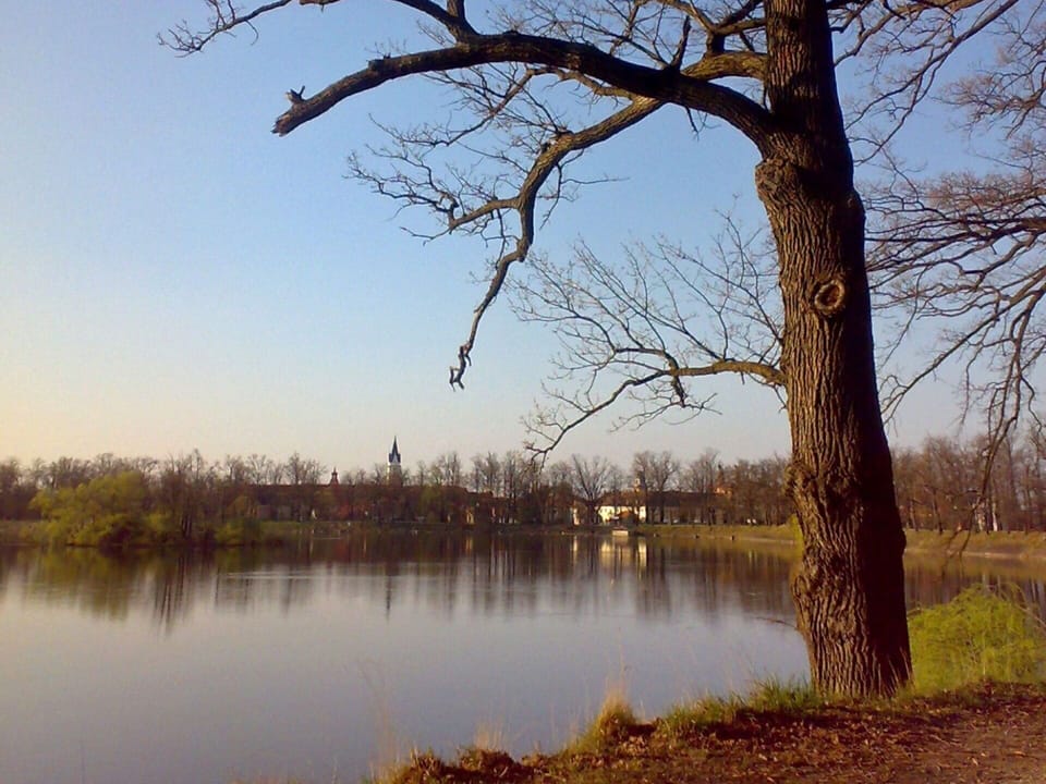 Water, Sky, Plant, Natural Landscape, Natural Environment, Branch, Lake, Tree, Twig, Vegetation