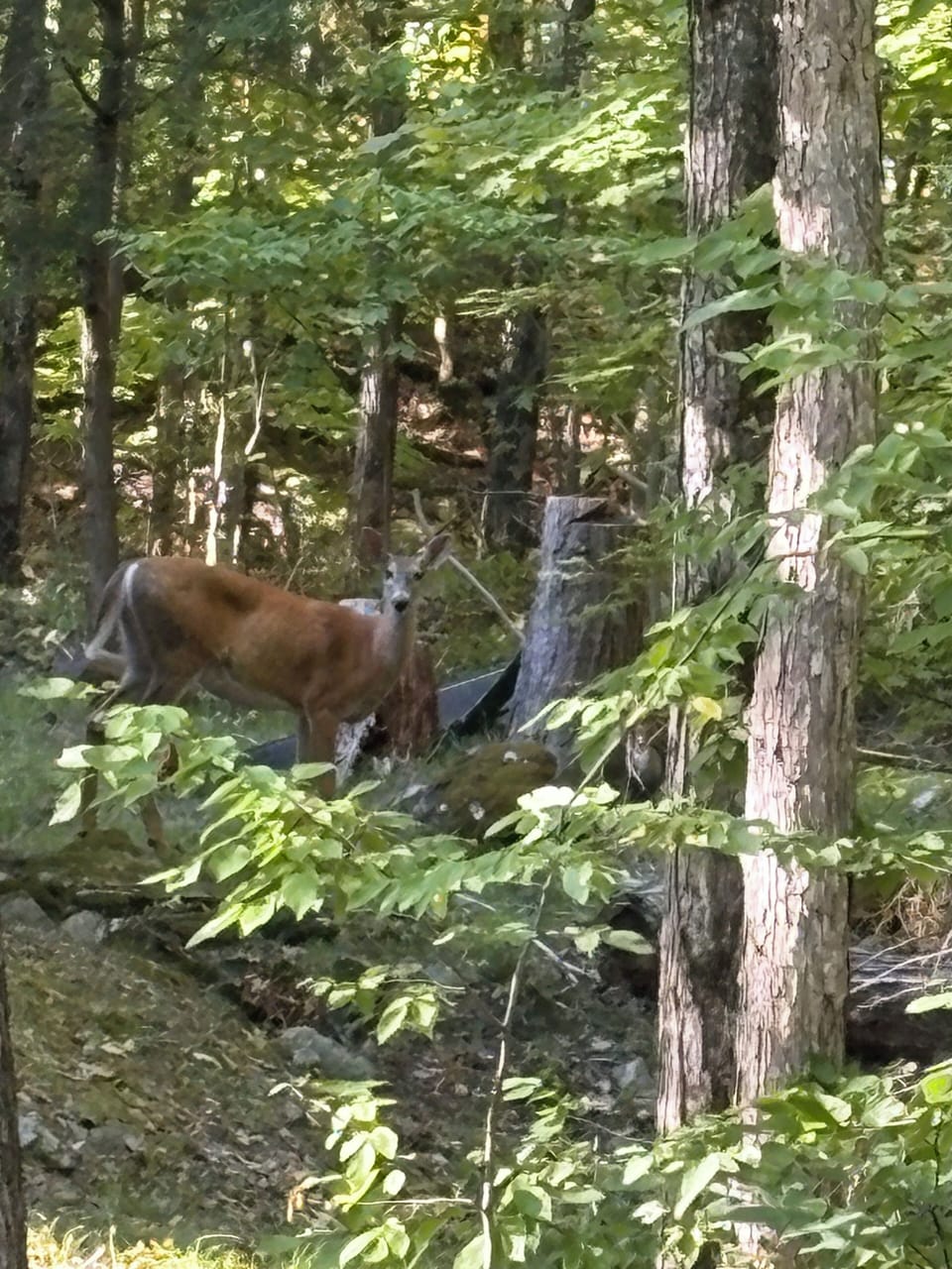 Island residents