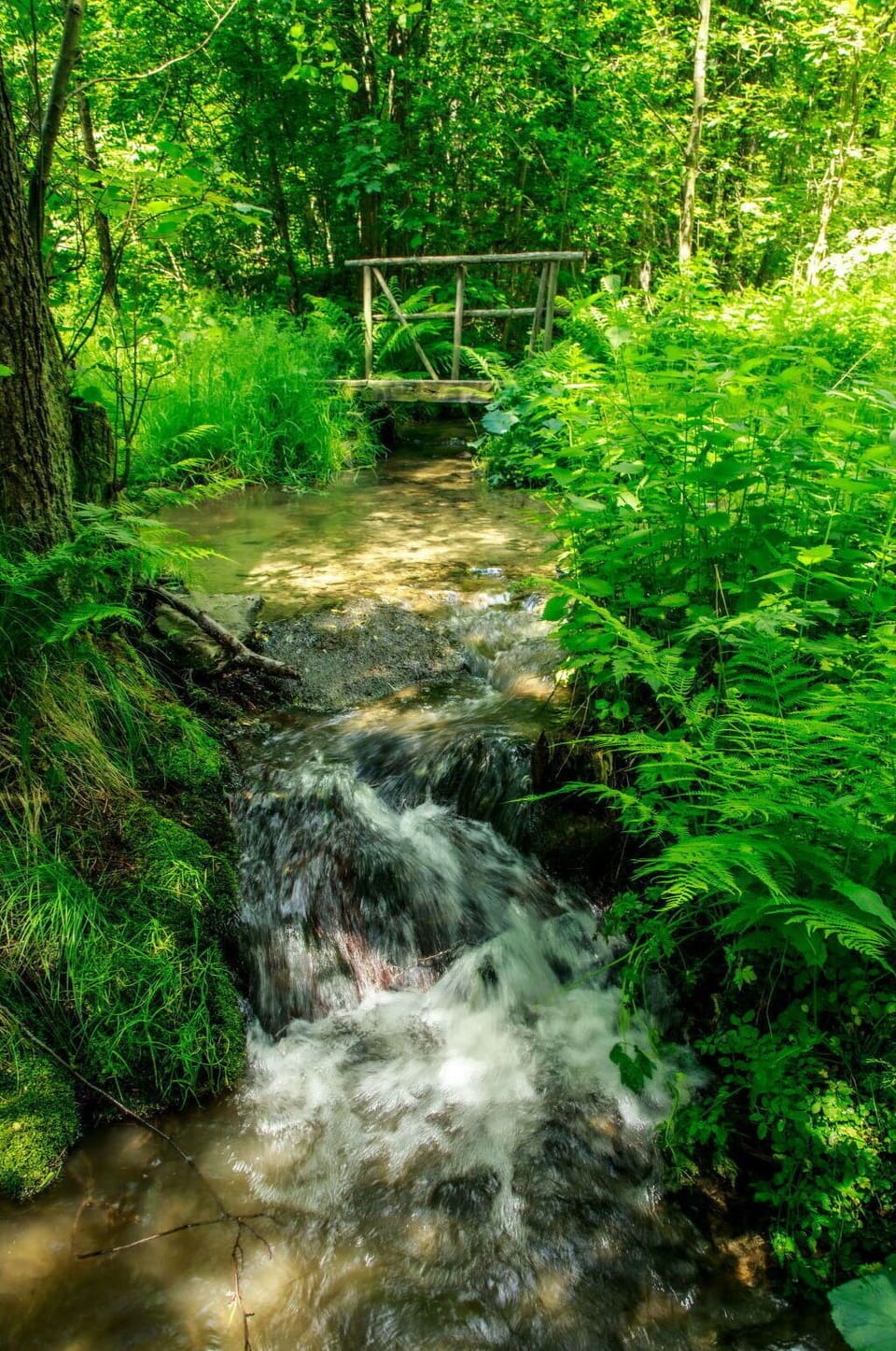 Water, Plant, Water Resources, Plant Community, Ecoregion, Green, Natural Environment, Natural Landscape, Branch