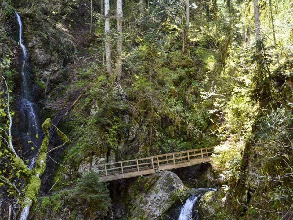 Plant, Water, Natural Landscape, Watercourse, Biome, Tree, Wood, Terrestrial Plant, Formation