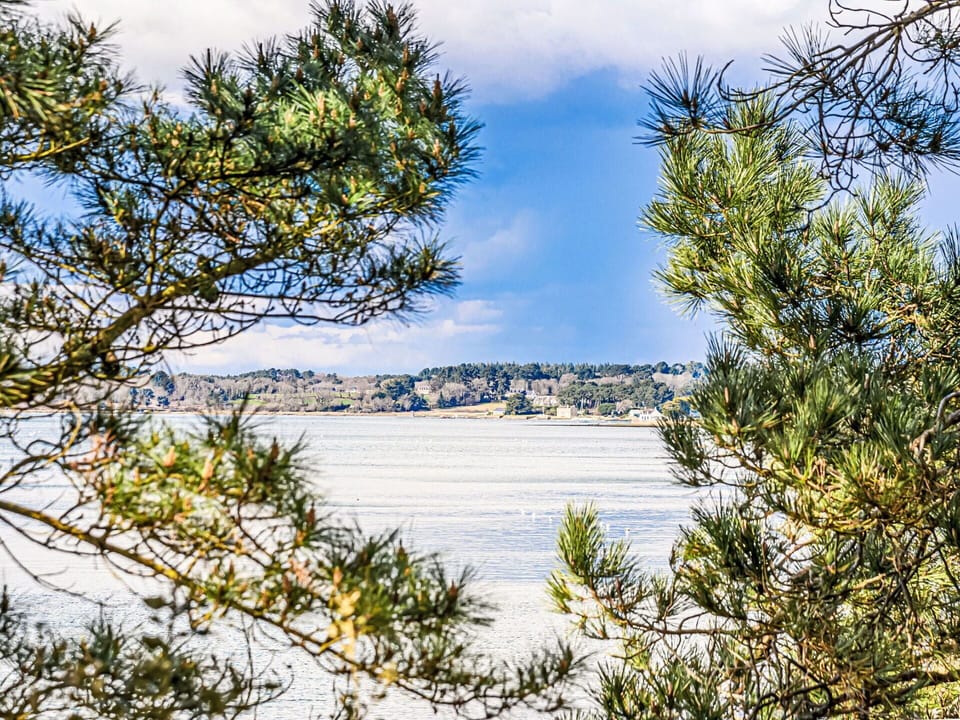 Blue, Branch, Twig, Lake, Sunlight, Winter, Coast, Reservoir, Larch