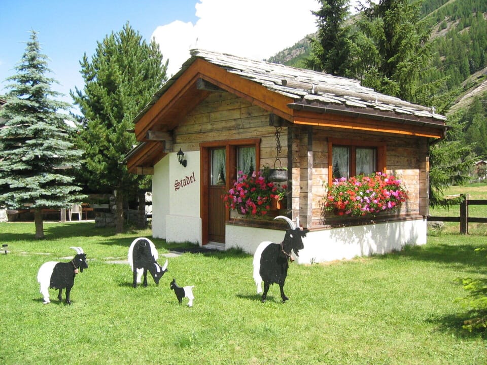 Plant, Property, Sky, Flower, Building, Tree, House, Carnivore, Dog Breed