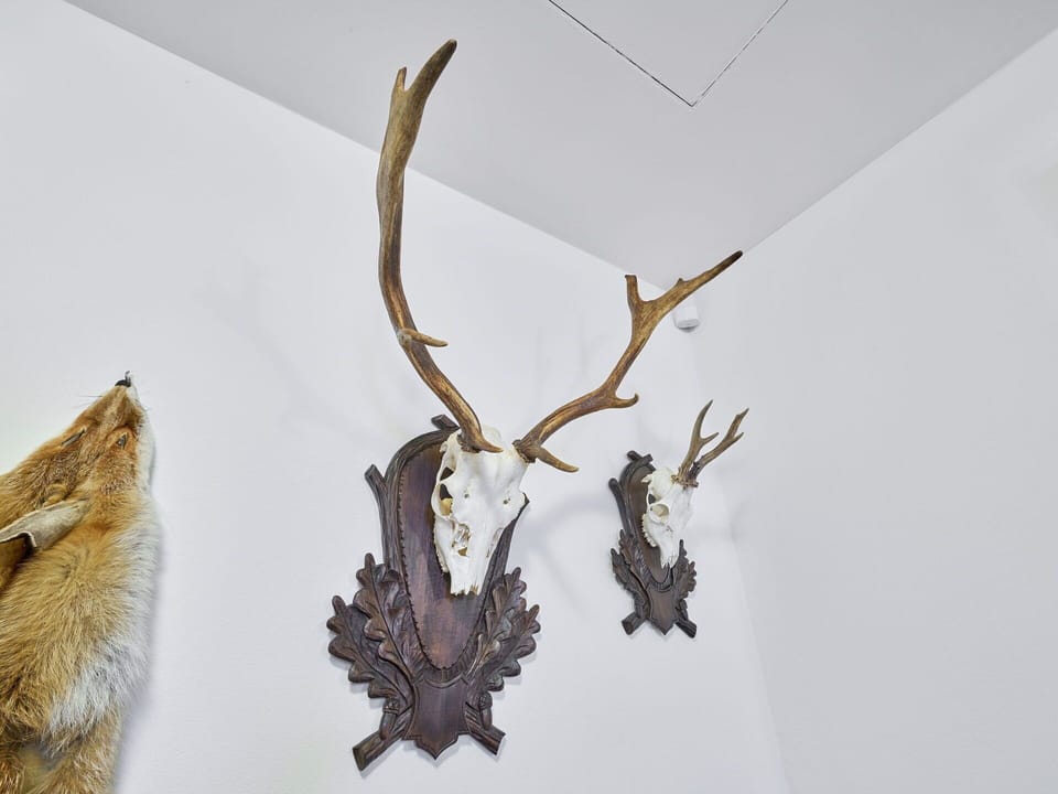 Antler, Horn, Natural Material, Trophy Hunting