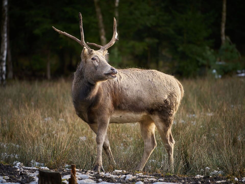 Antler, Deer, Horn, Reindeer, Elk, Vertebrate, Wildlife, Wilderness