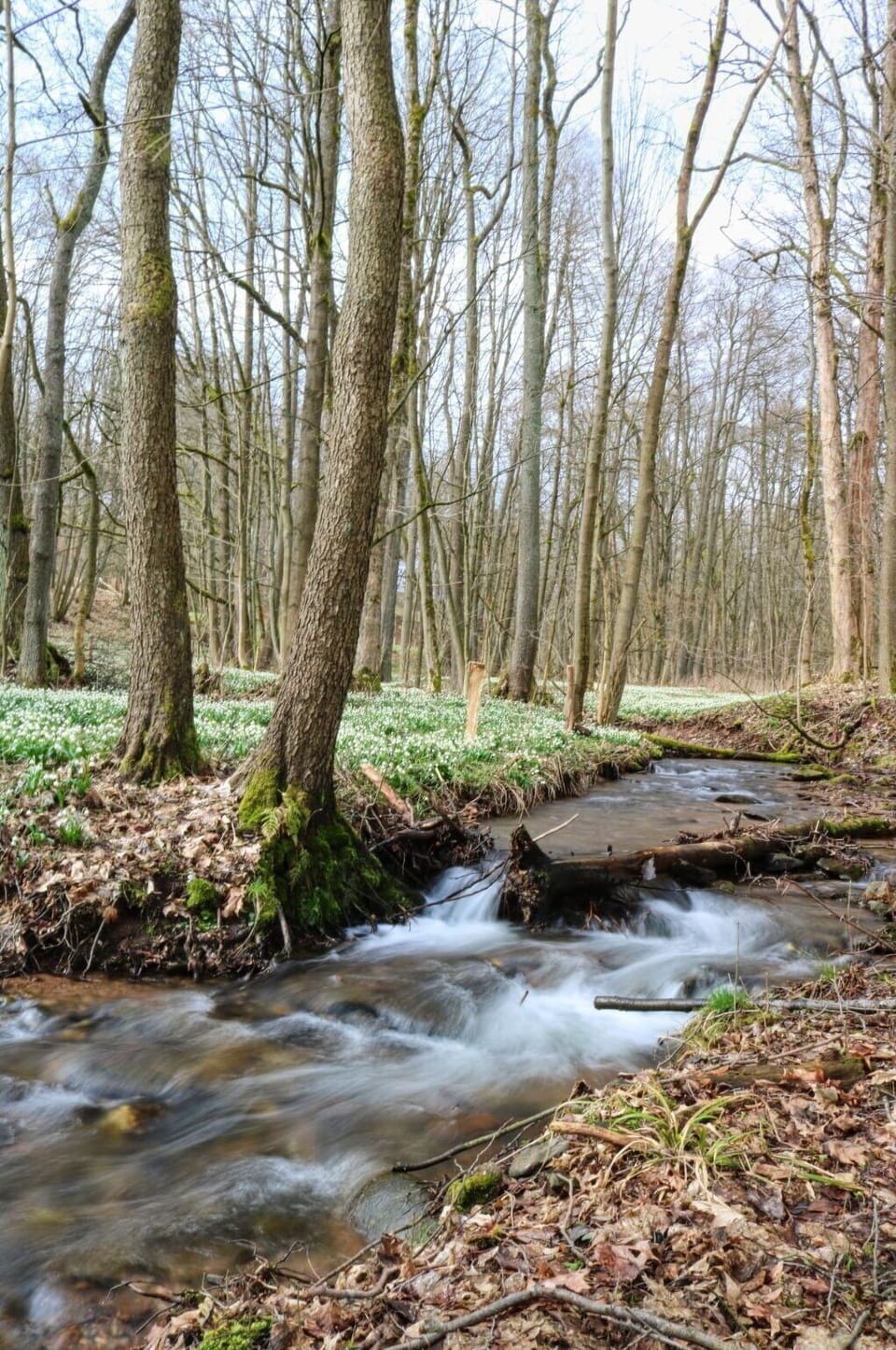 Water, Plant, Tree, Branch, Natural Landscape, Wood, Deciduous, Trunk, Woody Plant