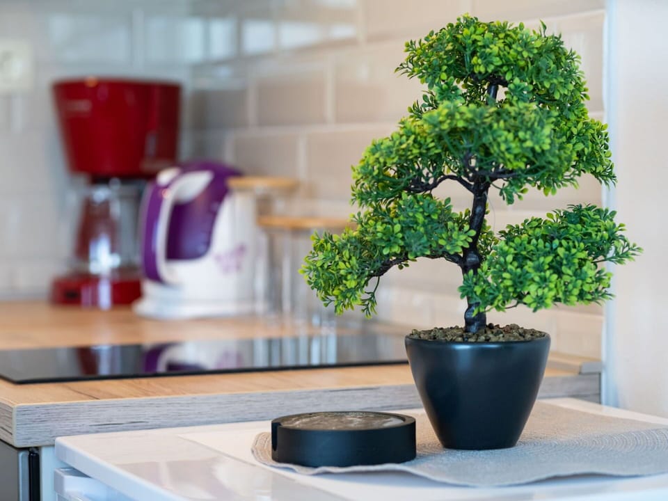 Plant, Property, Flowerpot, Houseplant, Table, Tableware, Interior Design, Wood, Countertop