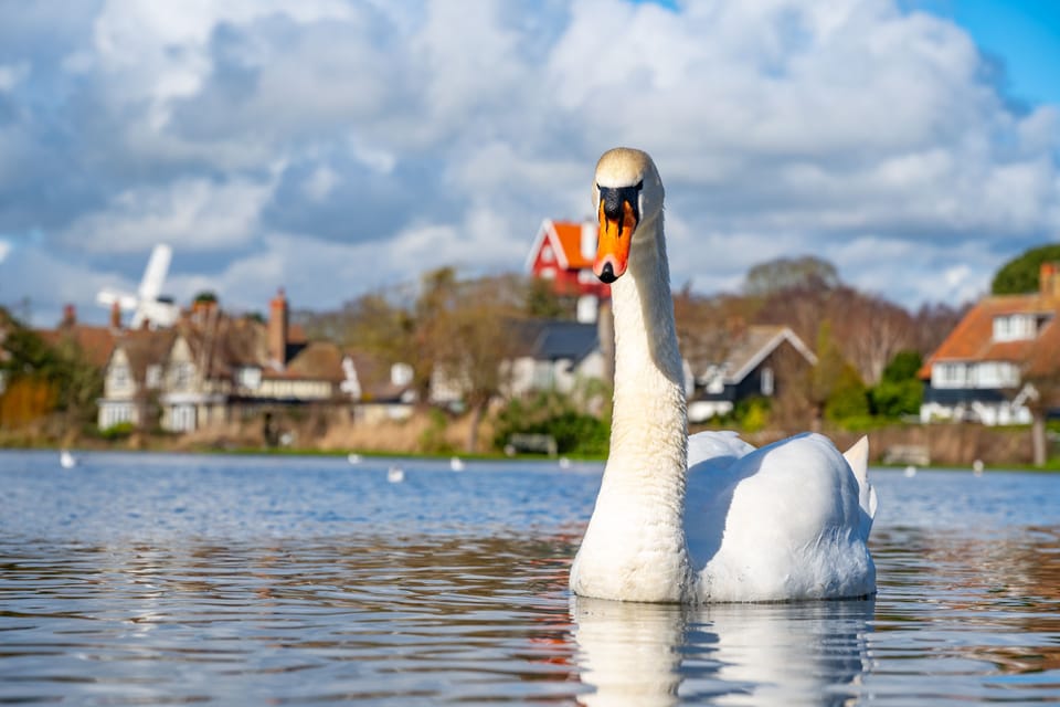 Many birds make their home on the Meare year-round