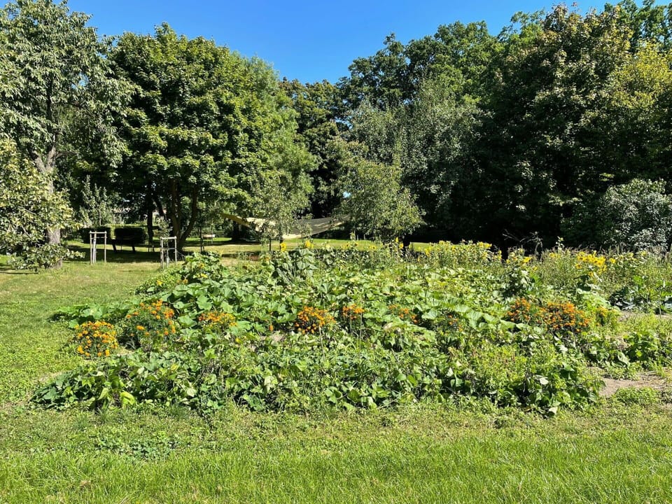 Leaf, Vegetation, Yellow, Shrub, Garden, Plant Community, Plantation, Groundcover, Meadow