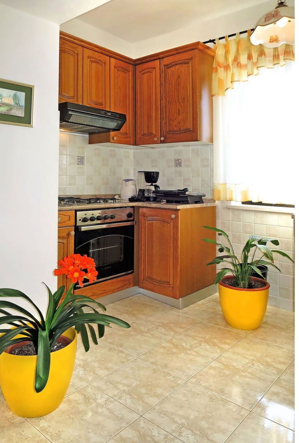 Plant, Cabinetry, Countertop, Property, Houseplant, Kitchen Appliance, Kitchen, Flowerpot, Kitchen Stove, Home Appliance