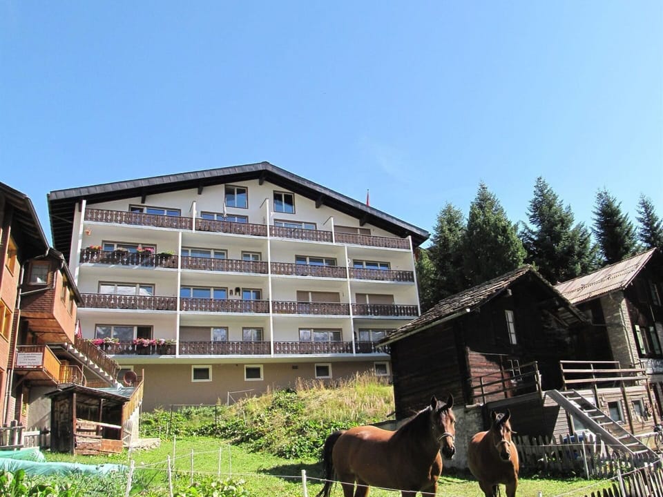 Sky, Plant, Building, Horse, Land Lot, Tree, Wood, Grass, House