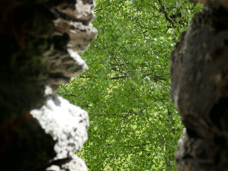 Plant, Botany, Water, Leaf, Branch, Wood, Vegetation, Trunk, Sculpture, Bedrock