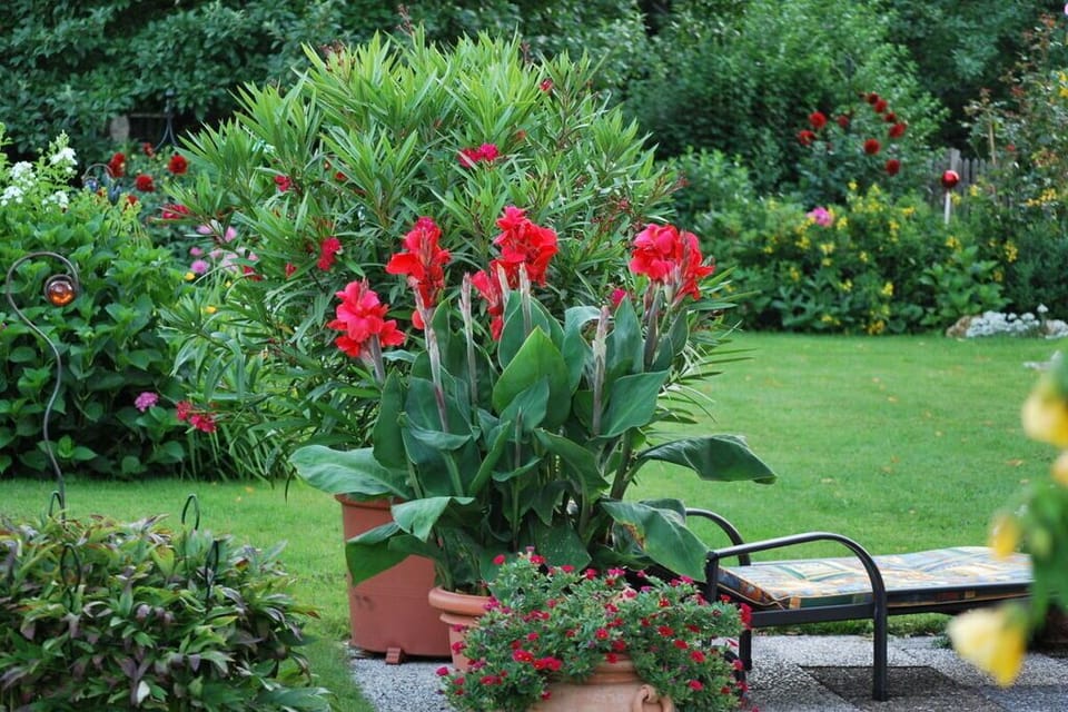 Garden [summer]