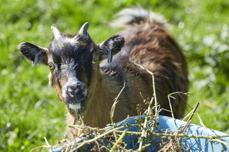 Goat in field