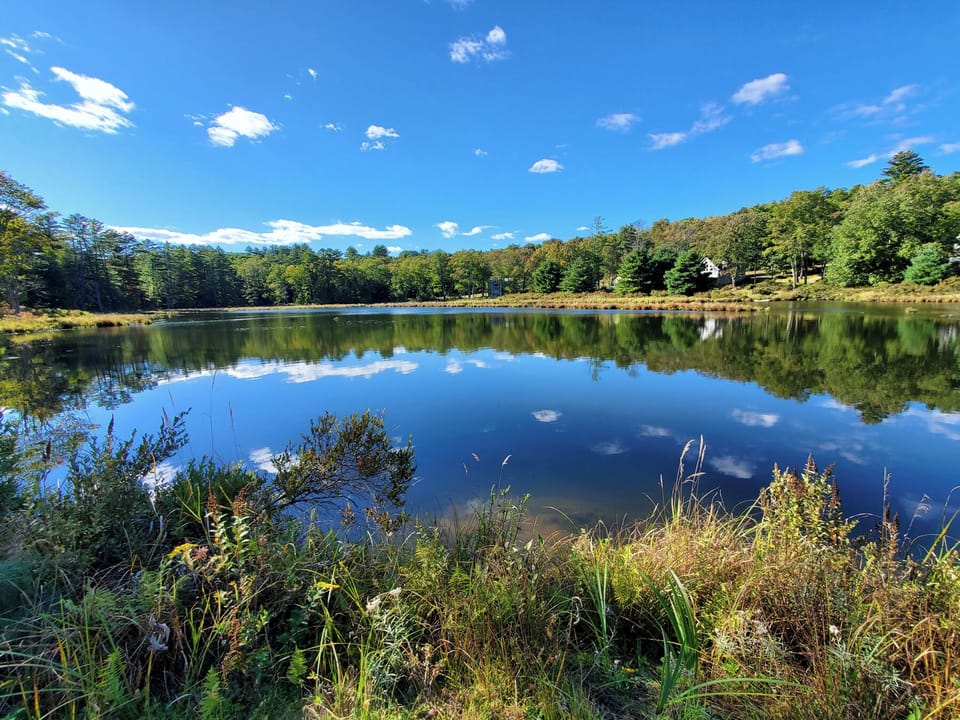 Serene private pond with stunning reflections and wooded surroundings