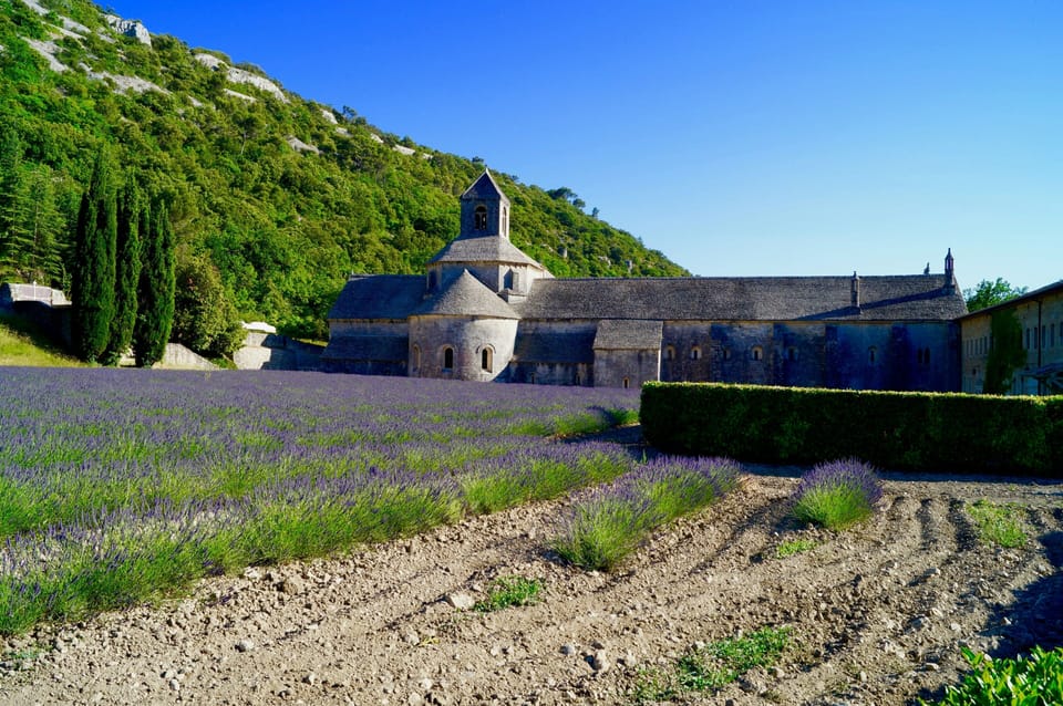 Sénanque Abbey's Romanesque stone chapel flanked by rows of purple lavender