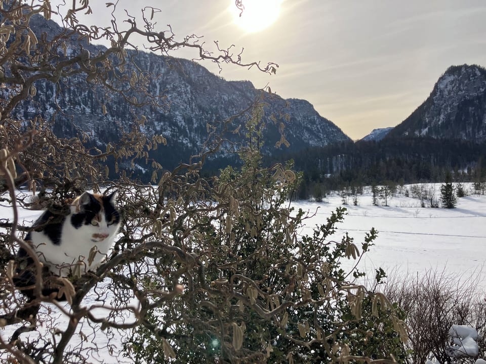 Miscellaneous
