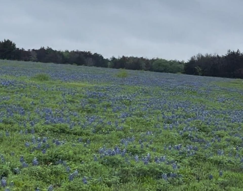 Bluebonnets in the spring on the property are usually very full and beautiful! 