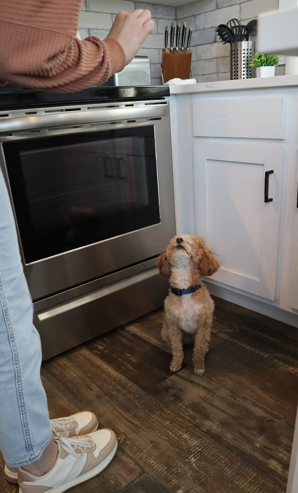Pet-friendly