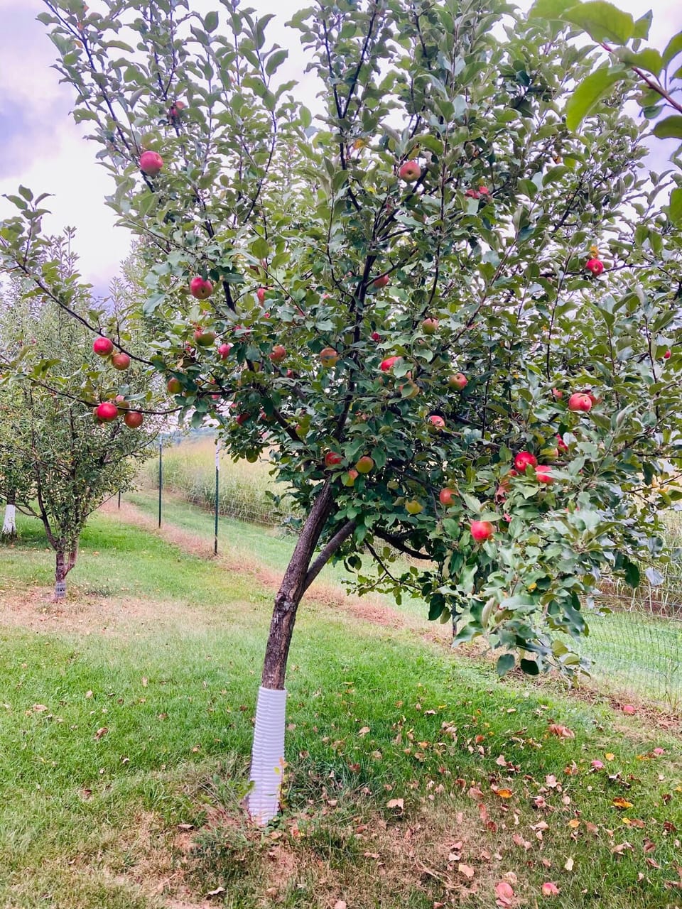 Harlson red apple tree from the family orchard located at Jerry's Escape.