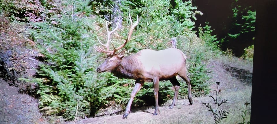 Occasional Tresspasser