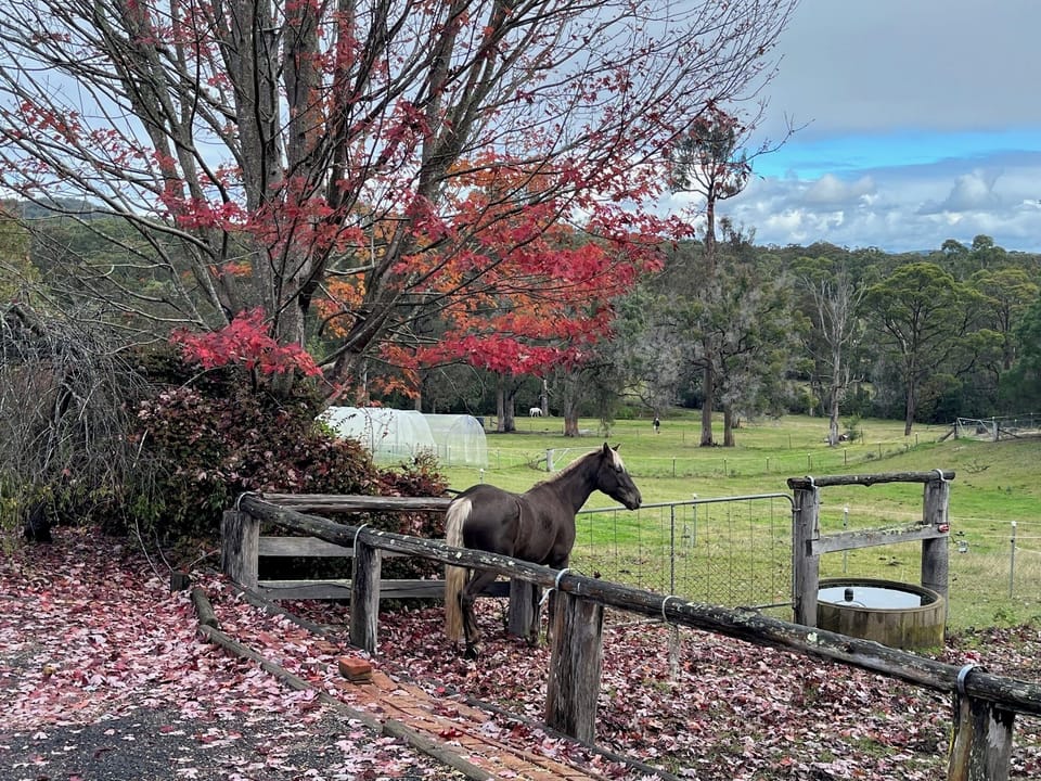 Horses on agistment