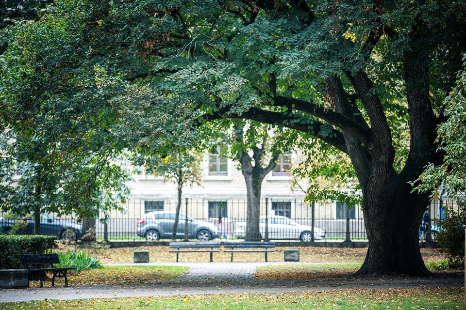 Mature stately linden and oak trees are a signature of Vermanes Garden
