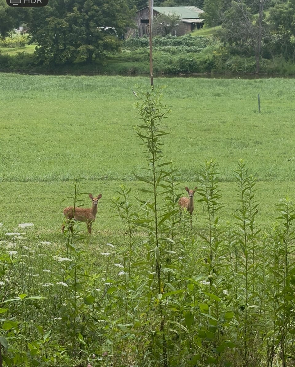 Deers just saying hi