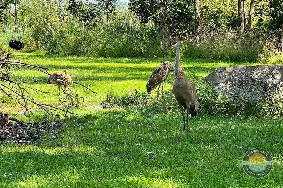 Enjoy peaceful moments surrounded by nature, with frequent wildlife sightings that add to the quiet, lakeside atmosphere.