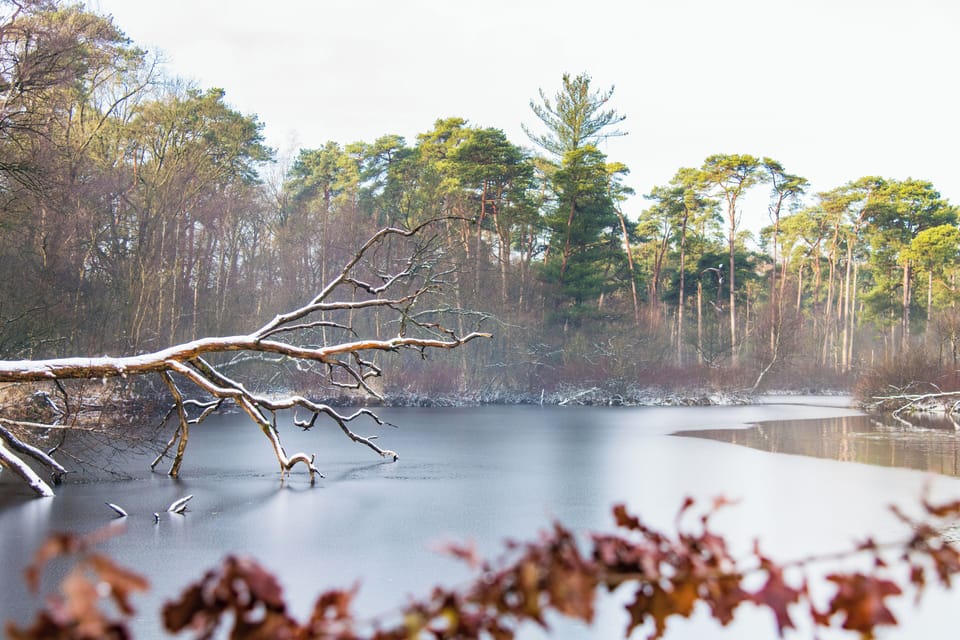  Fog Over the Forest Lake - Visit Brabant