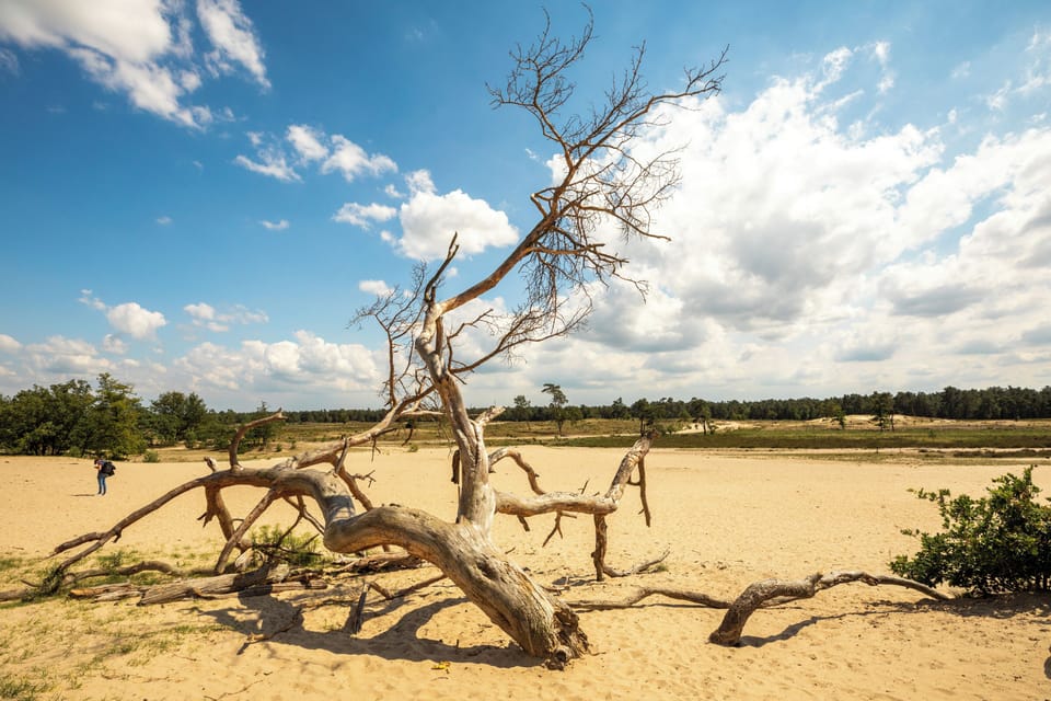 Explore the Vast Quietude of the Dunes - Visit Brabant