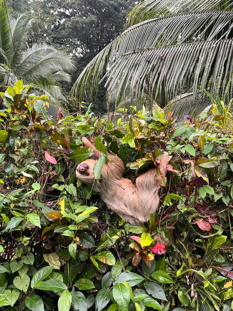 20 Sloth