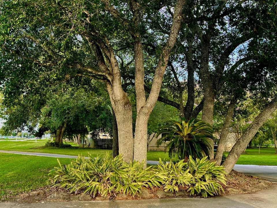 Trees around the apartment building