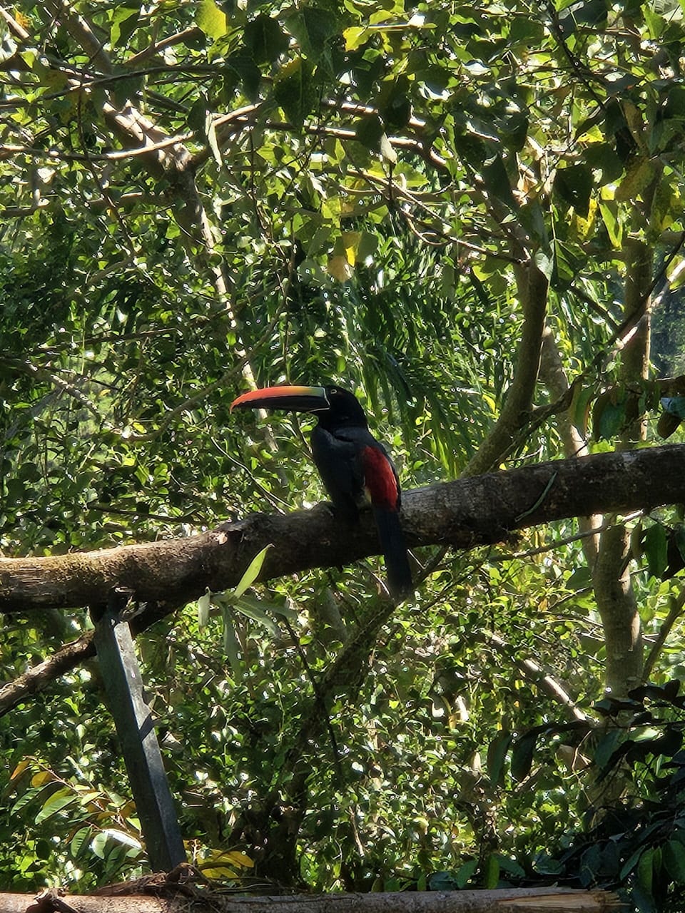Esquipulas Bird Sanctuary 12 km 
