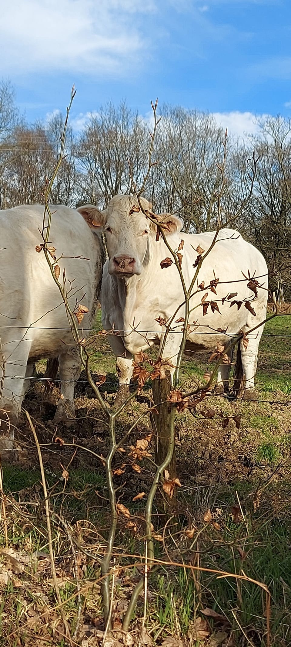 Upside Down ,cosy one bedroomed gite ,10 minutes walk into town / countryside. House in Normandy